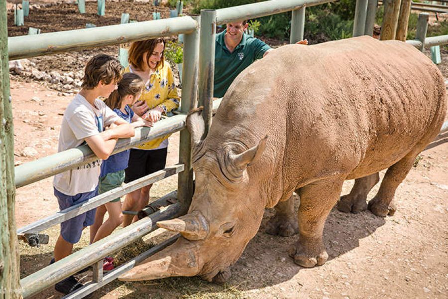 Interaction with Rhino Casela-Mauritius
